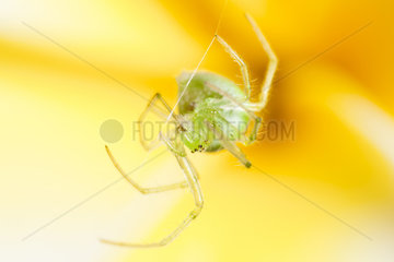 Spider spinning its web - Indonesia