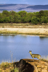 Klipspringer (Oreotragus oreotragus) on rock  Kruger national park  South Africa