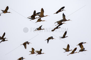 Glossy Ibis (Plegadis falcinellus) group in flight  Brahmapoutra  Assam state  India