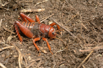 Chilean Red Cricket (Cratomelus armatus)  Cobquecura - VIII Region of Biobío - Chile