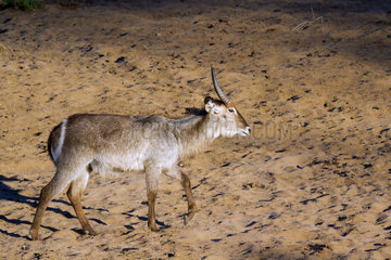 Waterbuck (Kobus ellipsiprymnus) young male  Kruger national park  South Africa