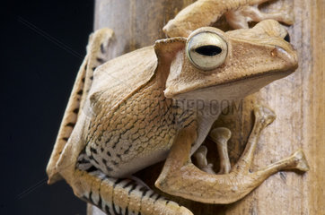 Crested bamboo tree frog (Polypedates otilophus)  Borneo