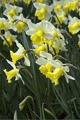 NARCISSUS 'FORESIGHT'