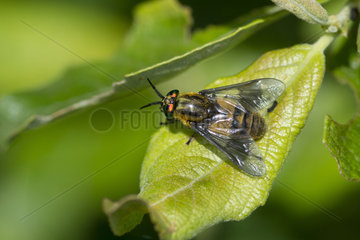 Splayed deerfly (Chrysops caecutiens) on a leaf  PNR of the Volcanoes of Auvergne  France