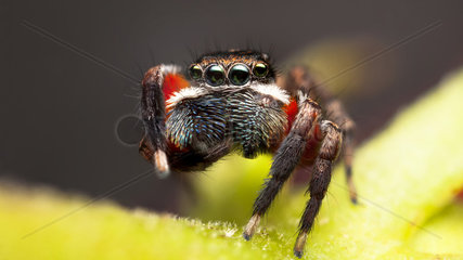 Jotus auripes male jumping spider - Australia