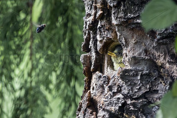 Blue Tit (Cyanistes caeruleus)  Young in the nest watching an insect in flight in spring  Country garden  Lorraine  France