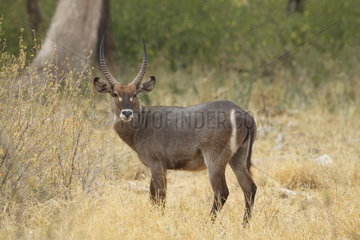Waterbuck (Kobus ellipsiprymnus)  Samburu  Kenya