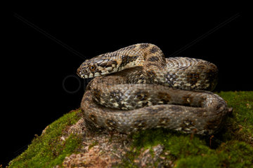 Viperine Water Snake on black background