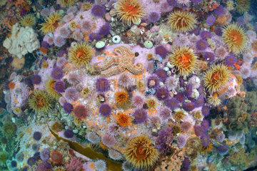 Sea Anemones and Sea urchins - False Bay South Africa