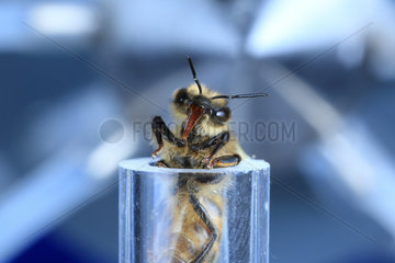 Apidologie - A bee in front of an odor gun. This technique allows for an association between an odor and a sugary reward. A sweet solution is applied to the antennas and the bee stretches out its proboscis  its little trunk. This odor-reflex association has brought to light the bees' capacity to remember odors and the time necessary to acquire olfactory memory. But also more complex learning: for example  an odor A is associated with a sugary solution and an odor B is not. Then  shortly after  it is reversed: the odor A is no longer associated with sugar but the odor B is. Result: the bee is capable of replacing the first signal by the new one. Paul Sabatier University  CNRS  Toulouse  France