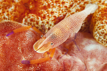Crevette nettoyeuse imperiale (Zenopontonia rex)  Emperor shrimp  Gangga island  north sulawesi  indonesia