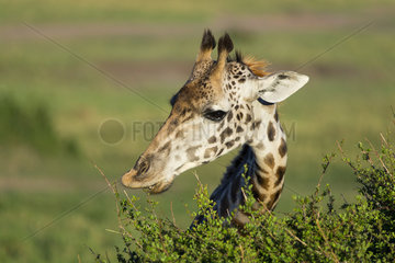Portrait of Masai giraffe eating - Masai Mara Kenya