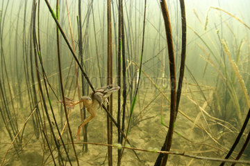 Agile frog (Rana dalmatina) in a pond of the Prairies du Fouzon  Loir et Cher  France