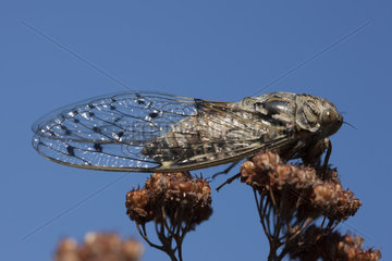 Grey cicada (Cicada orni)  Les Follateres pres de Martigny  Valais  Switzerland
