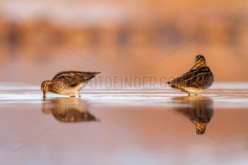 Common Snipes feeding in water - Spain