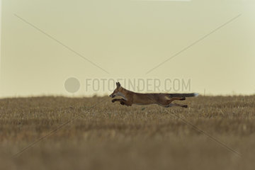 Red Fox (Vulpes vulpes) jumping in a wheat field harvested