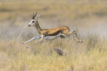 Springbok (Antidorcas marsupialis) running  Namibia  Etosha national park