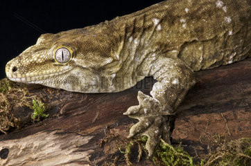 New Caledonian Giant Gecko (Rhacodactylus laechianus laechianus)  New-Caledonia