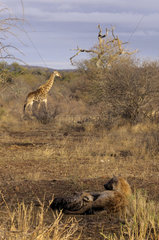 Spotted Hyena nursing and Giraffe passing at dawn - Kruger