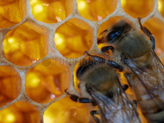 Honey bee (Apis mellifera) - Two bees on cells of honey feeding themselves.