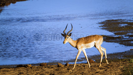 Impala (Aepyceros melampus) male walking on bank  Kruger National park  South Africa