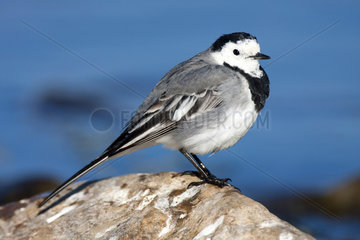 White Wagtail on rock - Ciudad Real Spain
