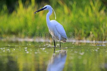 Little Egret on the lookout in water - Dombes France