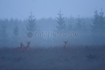 Red Deer (Cervus elpahus) hinds and fawns at dawn  Ardenne  Belgium