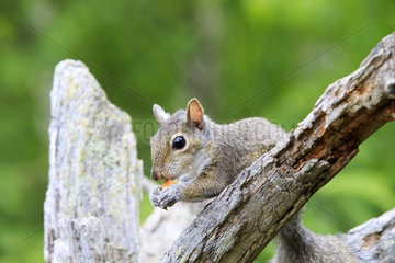 Eastern Grey squirrel eating on a branch - Minnesota USA