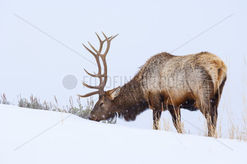 Elk or wapiti (Cervus canadensis)  Yellowstone National Park  Wyoming  USA  America