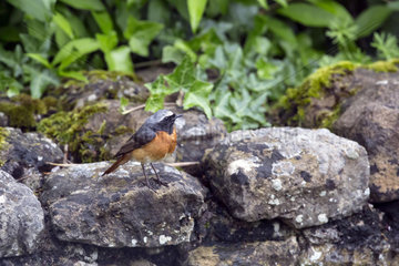 White-fronted redstart (Phoenicurus phoenicurus) Male on a low wall in spring  Country garden  Lorraine  France
