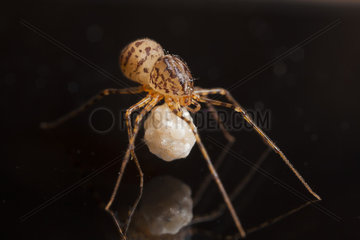 Spitting Spider female and her eggs - France