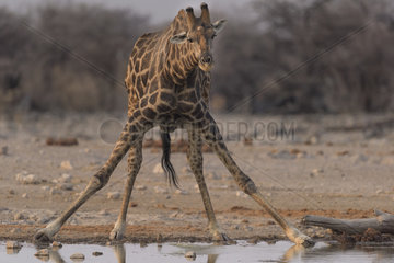 Giraffe (Giraffa camelopardalis) drinking  Namibia  Etosha National Park