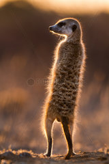 Meerkat sunning at dawn - Kalahari South Africa