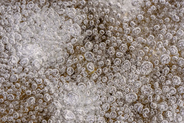Bubbles trapped in ice in early winter  Lake Bellefontaine  Jura  France
