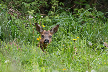 Female Roe deer lying in the grass - France Betagne