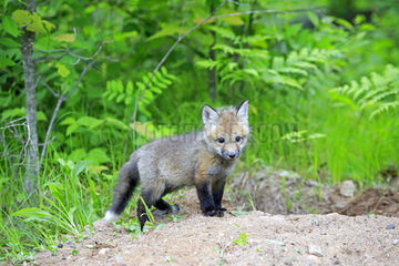 Young Red Fox before his burrow in spring - Minnesota USA