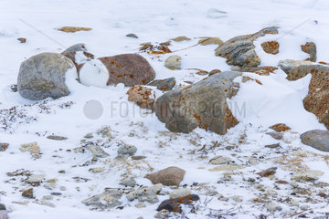 Arctic hare (Lepus arcticus)  or polar rabbit in snowy tundra  Churchill  Hudson Bay  Manitoba  Canada  America