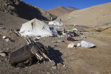 Nomad camp  Changthang Plateau  Ladakh  Himalayas  India