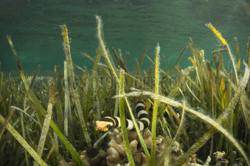 Banded sea snake  banded sea krait  Laticausa colubrina  New Caledonia