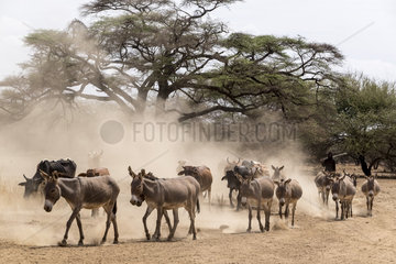 Masai cattle  lake Magadi  Kenya