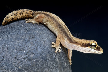 Pygmy panther gecko (Paroedura androyensis)  Madagascar
