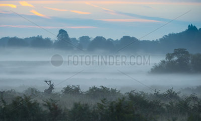 Stag Red Deer in the morning mist in autumn - GB