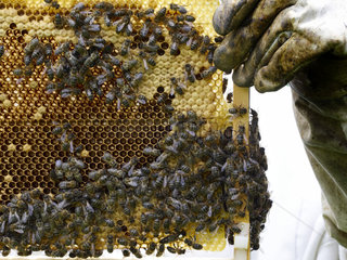 At an apiary in the Basque country  a frame of the black bee (Apis mellifera mellifera)  the endemic species of France. In the Basque country of Spain  the university of Bilbao has conserved two hives discovered at the bottom of an isolated valley. With funding from the European programme Smartbee  DNA analysis has been done by the university. The black bee has its qualities: it is more frugal and its queen rapidly decreases her egg laying during bad weather to avoid food shortages. They also seem to be more resistant to diseases of the brood.