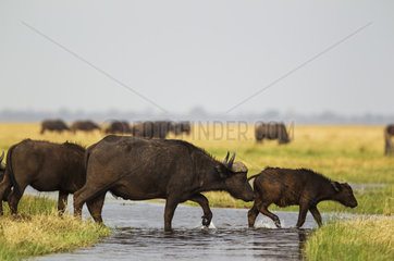 Cape Buffaloes crossing a stream - Savuti Chobe Botswana