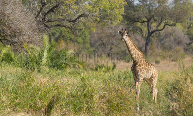 Giraffe (Giraffa camelopardalis) young in savannah  Kruger  South Africa