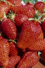 Strawberry 'Gariguette'
