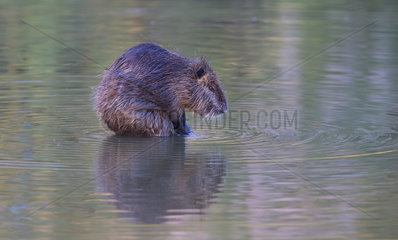 Coypu cleaning himself in the water - Camargue France