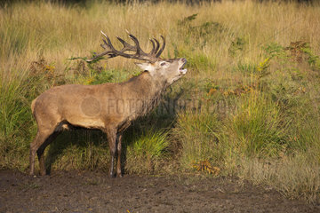 Stag Red Deer bellowing in autumn - GB