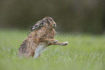 Brown Hare shaking itself after the rain at spring - GB